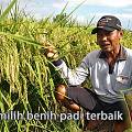 Cara Jitu Memilih Benih Padi Unggulan