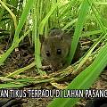 PENGENDALIAN TIKUS TERPADU DI LAHAN PASANG SURUT